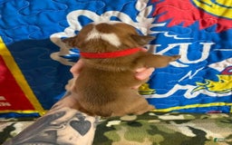 American Bulldog dogs for sale: Big Red - Image 1