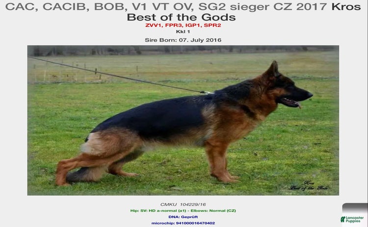 German Shepherd dogs - Advert 39