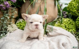 French Bulldog dogs for sale: Kingston - Image 1