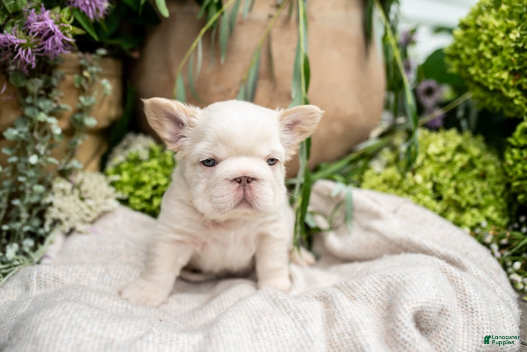 French Bulldog dogs for sale: Kingston - Image 1