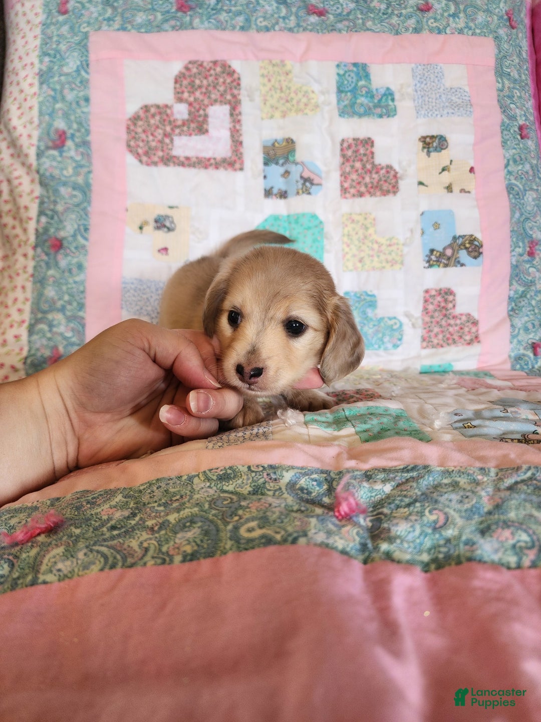 Miniature Dachshund dogs for sale: Chase - Image 6