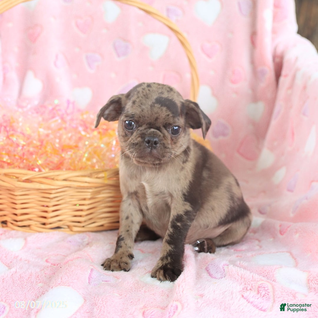 Pug dogs for sale: Alex - Image 3
