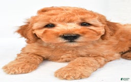 Mini Goldendoodle dogs for sale: Bo - Image 6