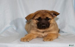 German Shepherd dogs for sale: Tracy - Image 6