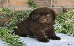 Newfoundland dogs for sale: Vance - Image 2