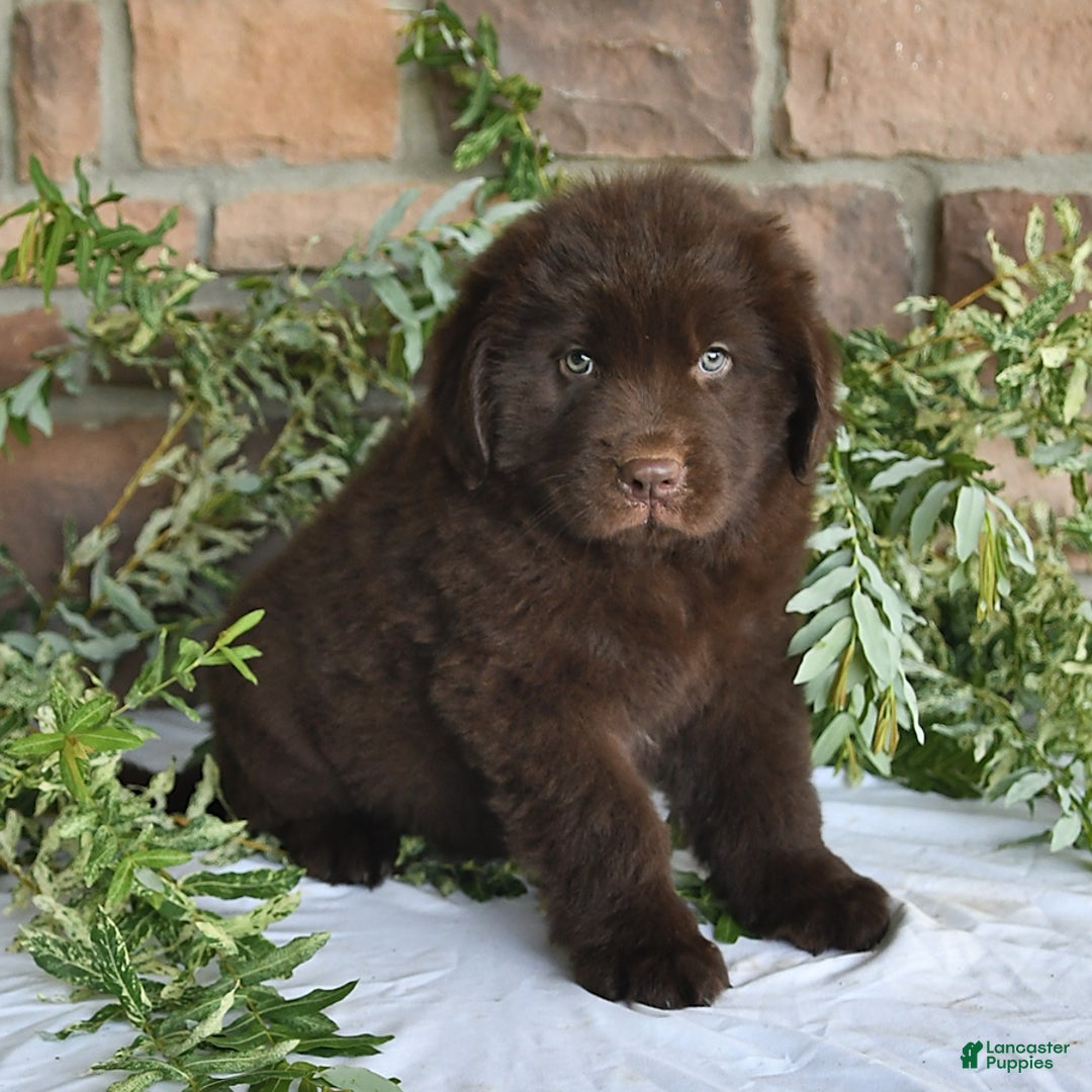 Newfoundland dogs for sale: Vance - Image 2