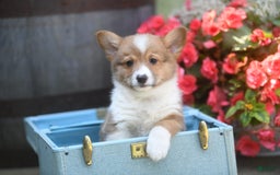 Welsh Corgi Pembroke dogs for sale: Ark - Image 1