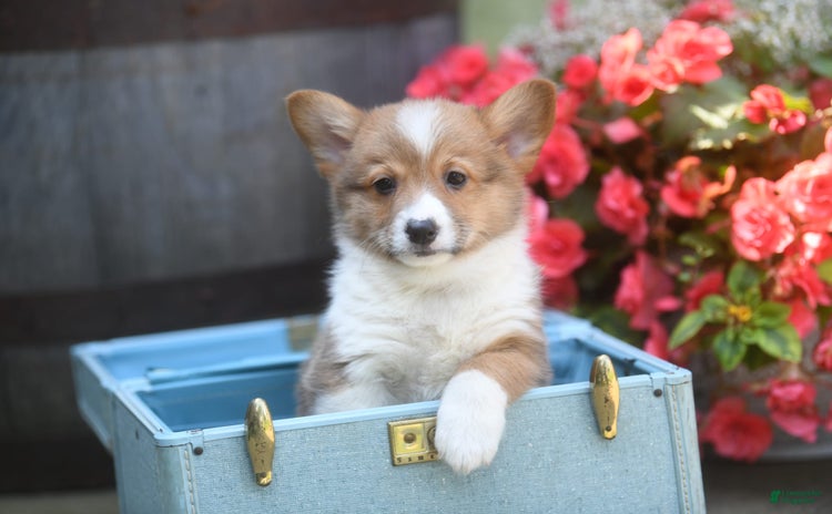 Welsh Corgi Pembroke dogs for sale - Ad 2