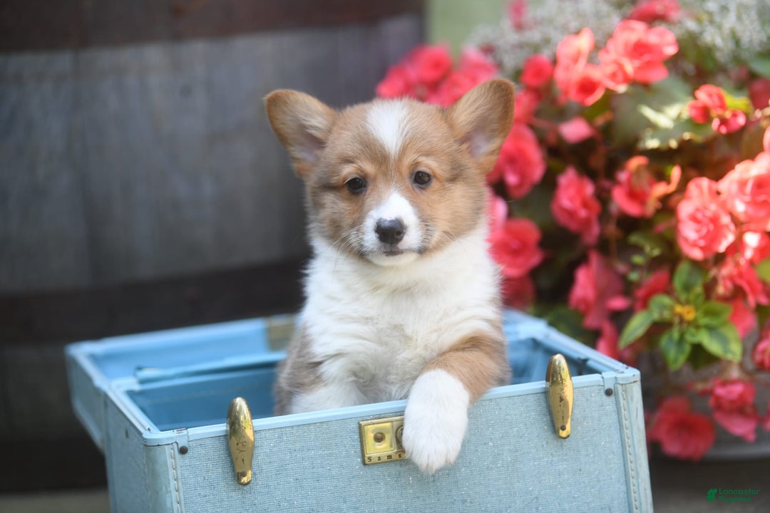 Welsh Corgi Pembroke dogs for sale: Ark - Image 1