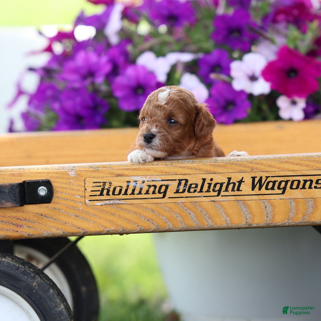 Toy Poodle dogs for sale: Raine - Image 8