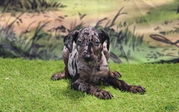 Catahoula Leopard Dog dogs for sale: Houdini 2025 Male 2 - Image 6