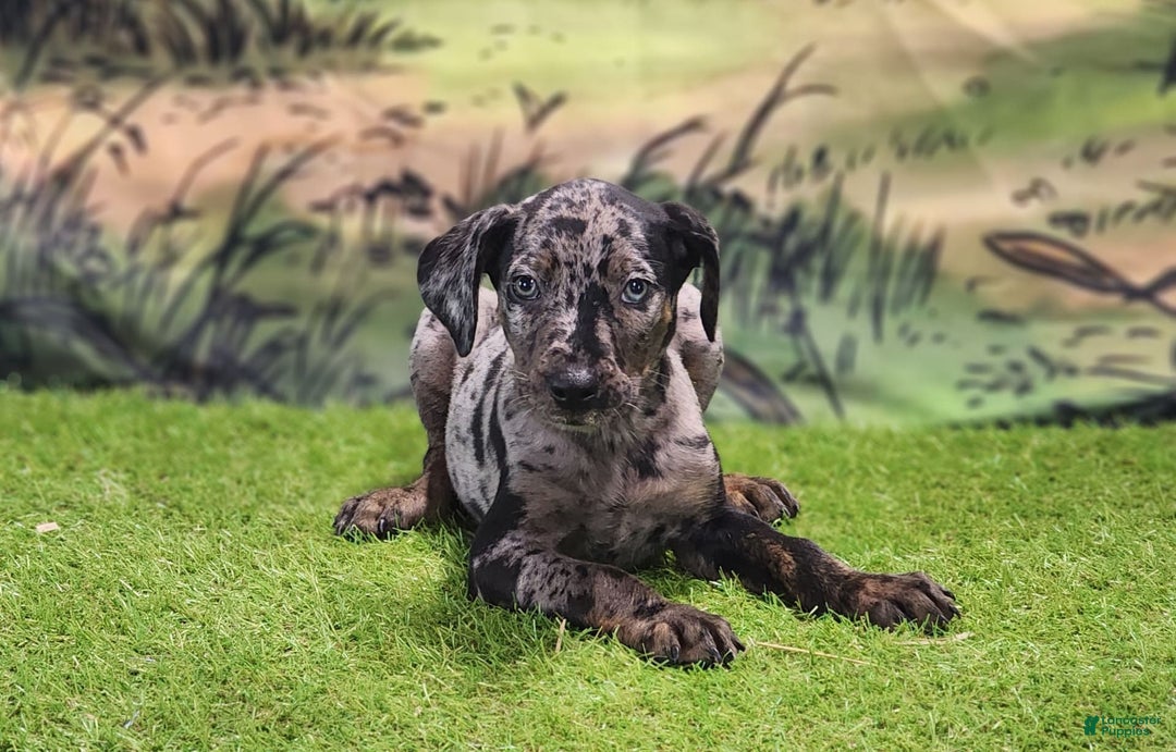Catahoula Leopard Dog dogs for sale: Houdini 2025 Male 2 - Image 6