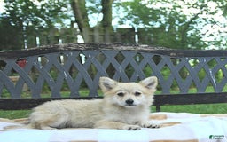 Pomeranian dogs for sale: Cuddles - Image 10