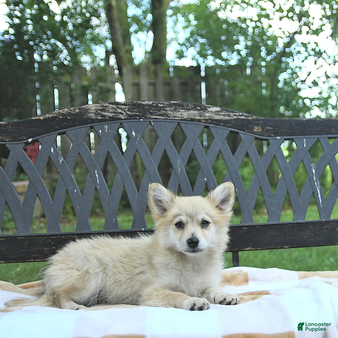 Pomeranian dogs for sale: Cuddles - Image 10