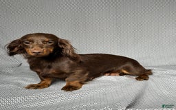 Miniature Dachshund dogs for sale: Mindy - Image 7