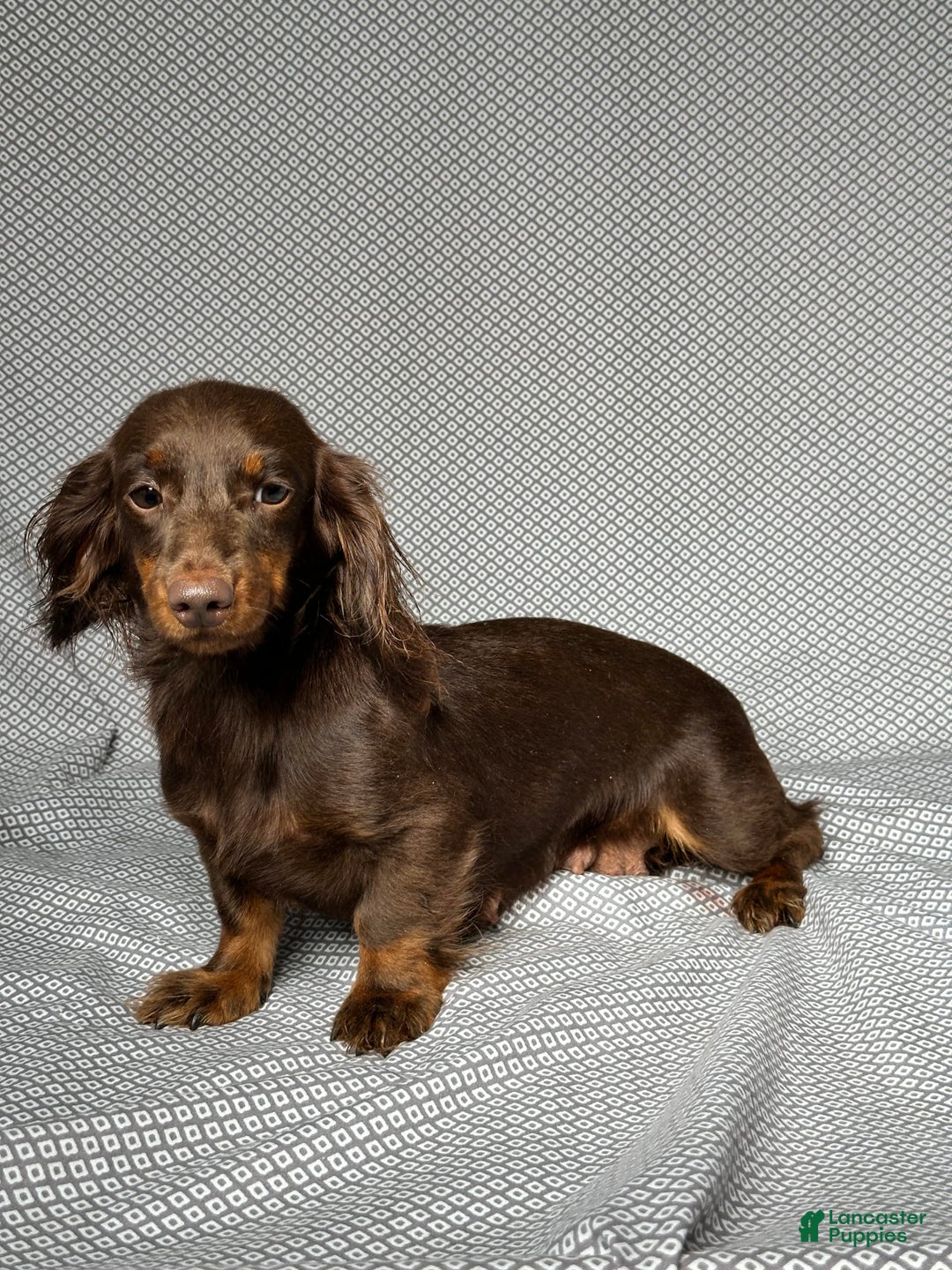 Miniature Dachshund dogs for sale: Mindy - Image 7