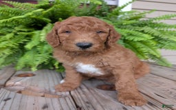 Goldendoodle dogs for sale: Teddy - Image 16