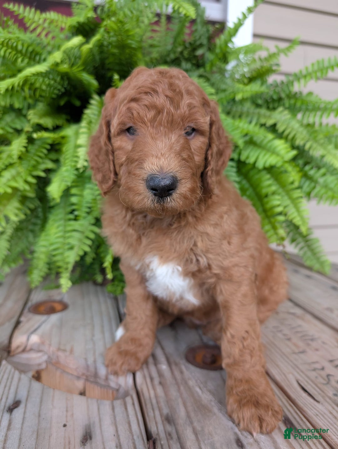 Goldendoodle dogs for sale: Teddy - Image 16