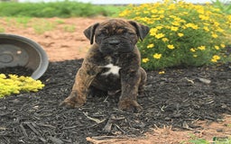Cane Corso dogs for sale: Inky - Image 4