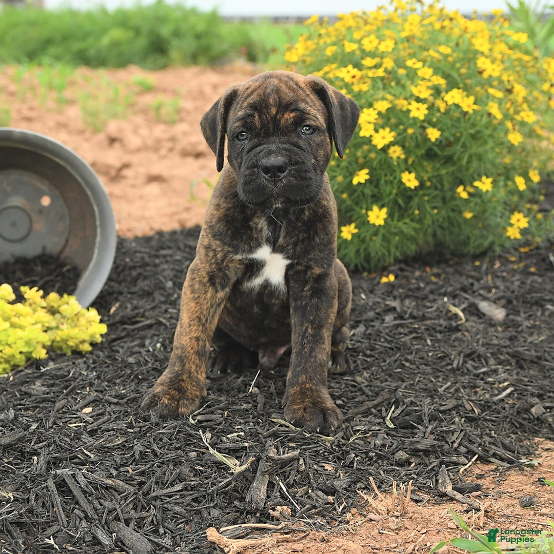 Cane Corso dogs for sale: Inky - Image 4