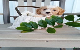 Cavachon dogs for sale: Silas - Image 4