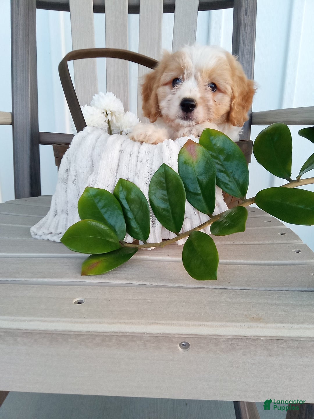 Cavachon dogs for sale: Silas - Image 4