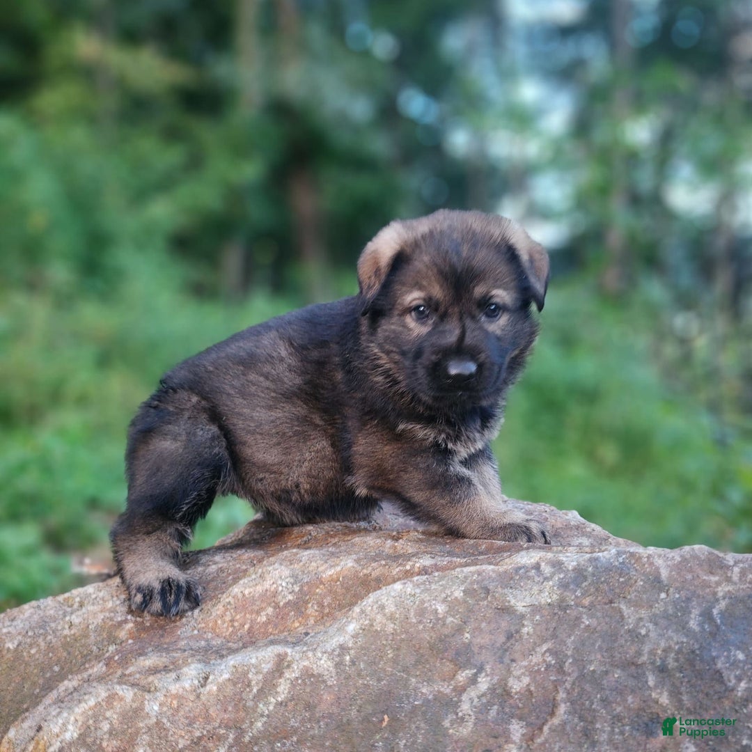 German Shepherd dogs for sale: Kora - Image 15
