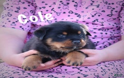 Rottweiler dogs for sale: Cole - Image 6