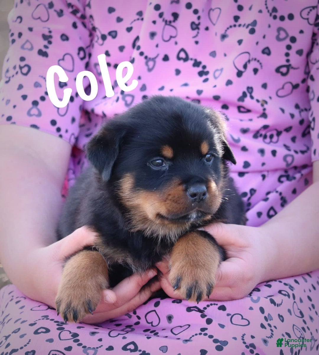 Rottweiler dogs for sale: Cole - Image 6