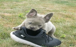 French Bulldog dogs for sale: Rusty - Image 12