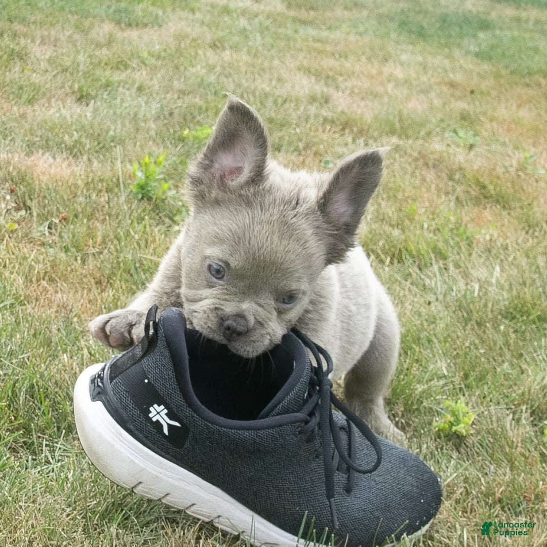 French Bulldog dogs for sale: Rusty - Image 12