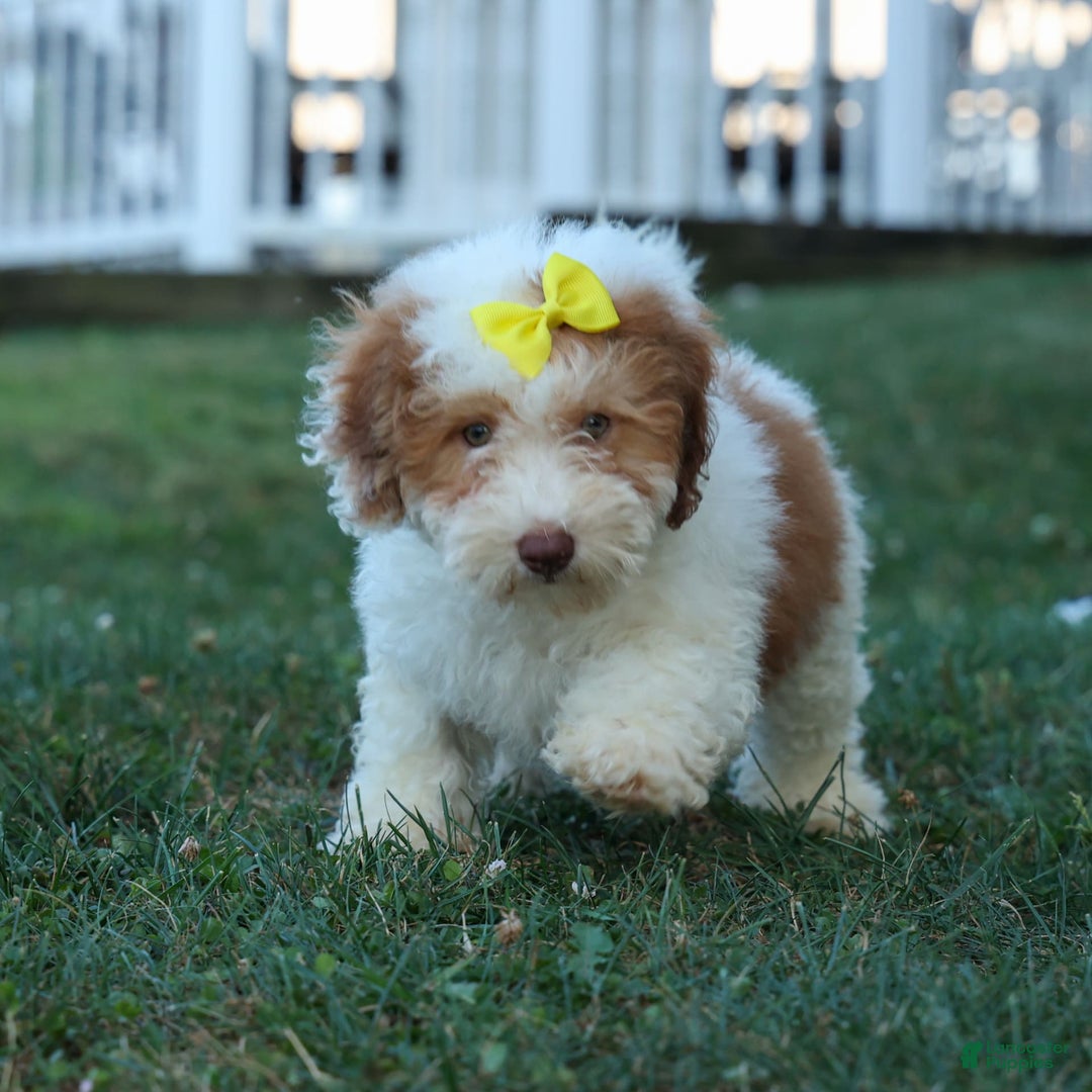 Cavachon dogs for sale: ECHO - Image 14
