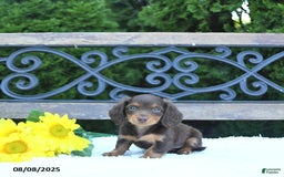 Miniature Dachshund dogs for sale: Fritz - Image 2