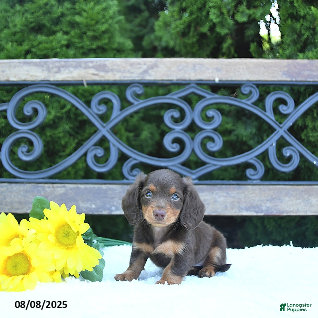 Miniature Dachshund dogs for sale: Fritz - Image 2