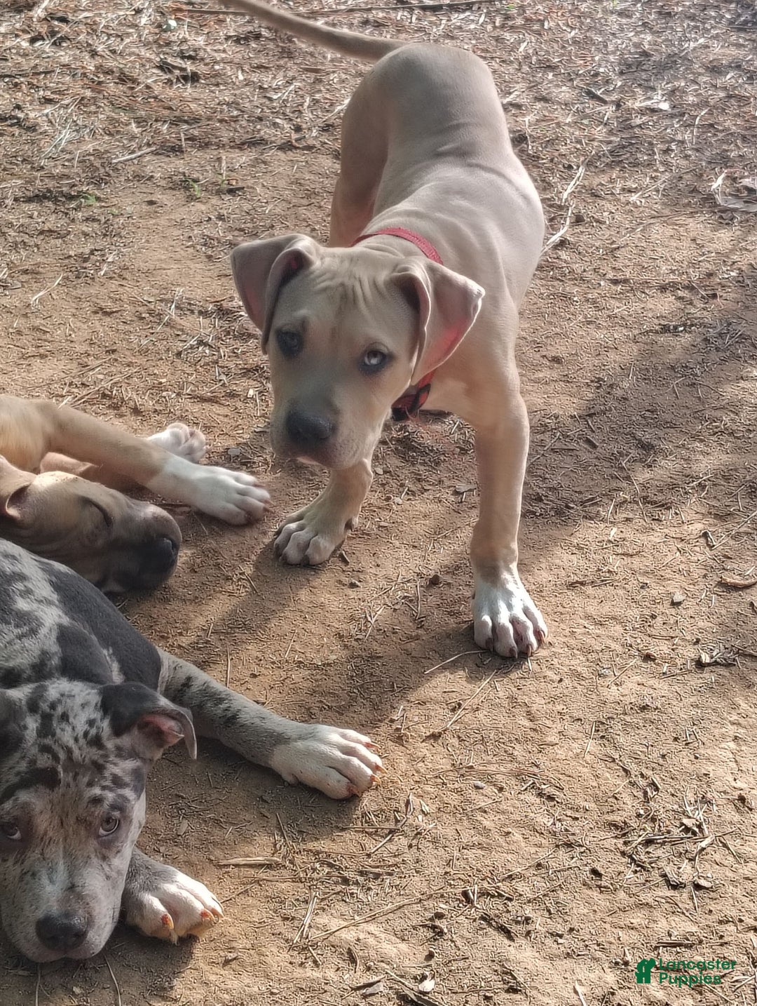 American Bully dogs for sale: Sagittarius - Image 2