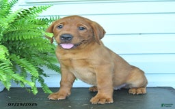 Labrador Retriever dogs for sale: Yosemite - Image 1