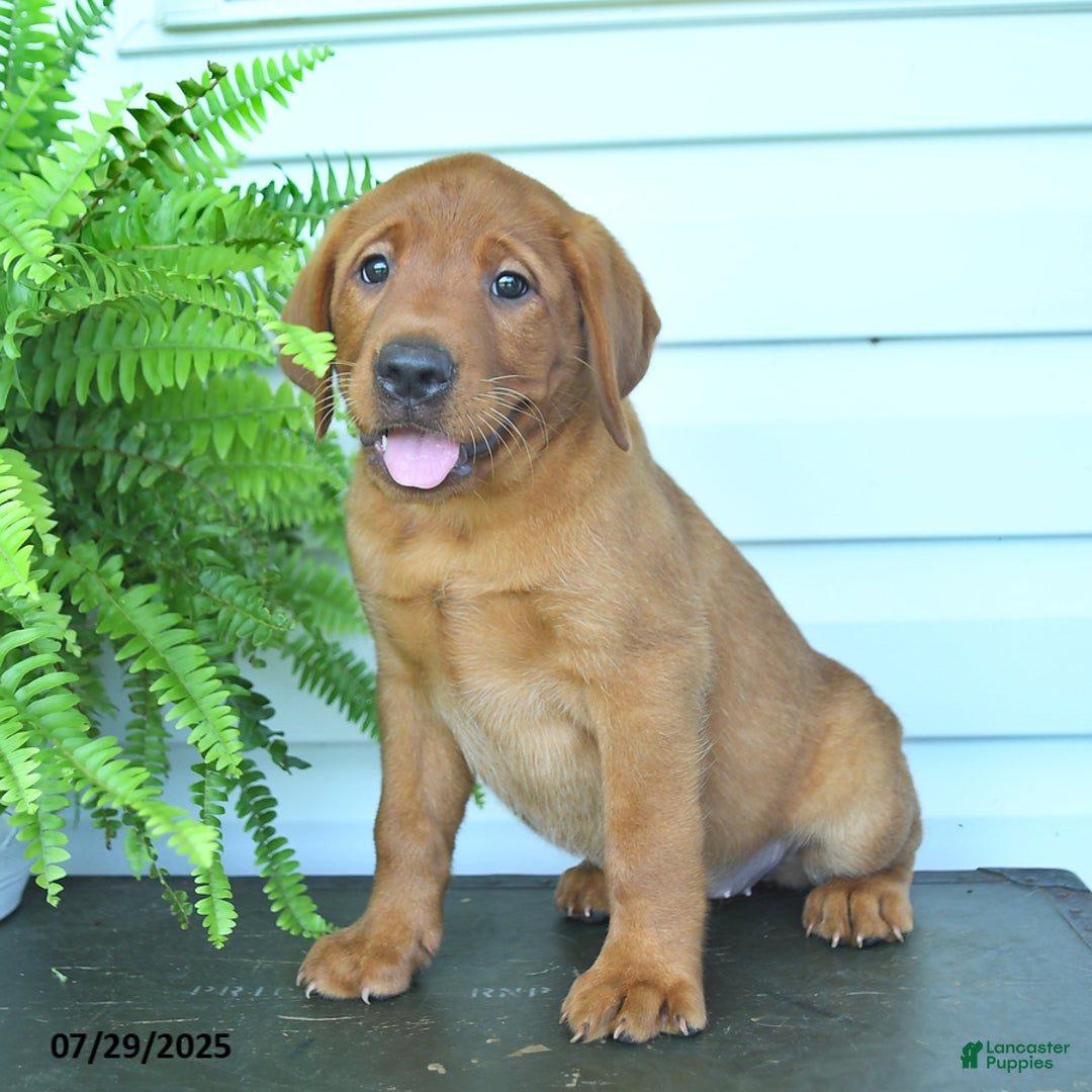 Labrador Retriever dogs for sale: Yosemite - Image 1
