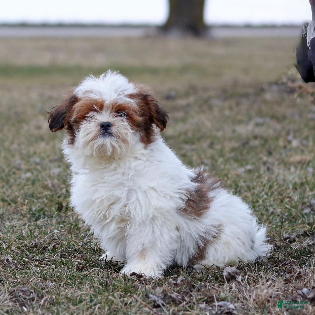 Shihpoo dogs for sale: Buster - Image 13