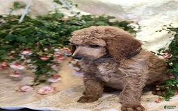 Standard Poodle dogs for sale: Jack - Image 2