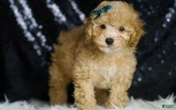 Toy Poodle dogs for sale: Connor - Image 2