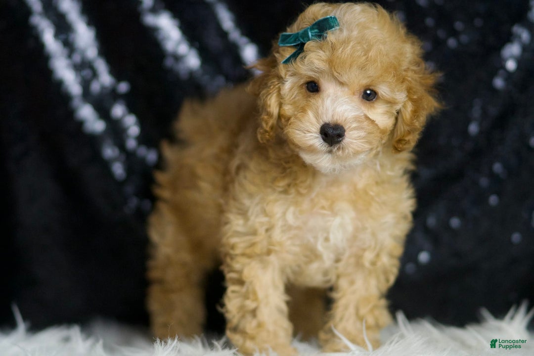 Toy Poodle dogs for sale: Connor - Image 2
