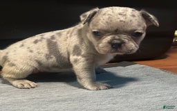 French Bulldog dogs for sale: Cookie - Image 15