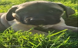 English Mastiff dogs for sale: Peanut - Image 17