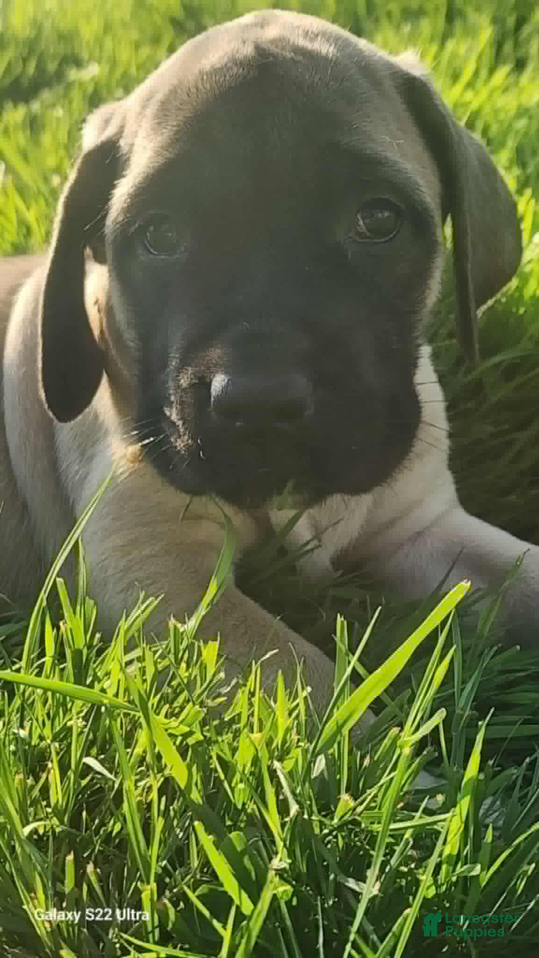 English Mastiff dogs for sale: Peanut - Image 17