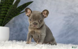 French Bulldog dogs for sale: Ember - Image 1