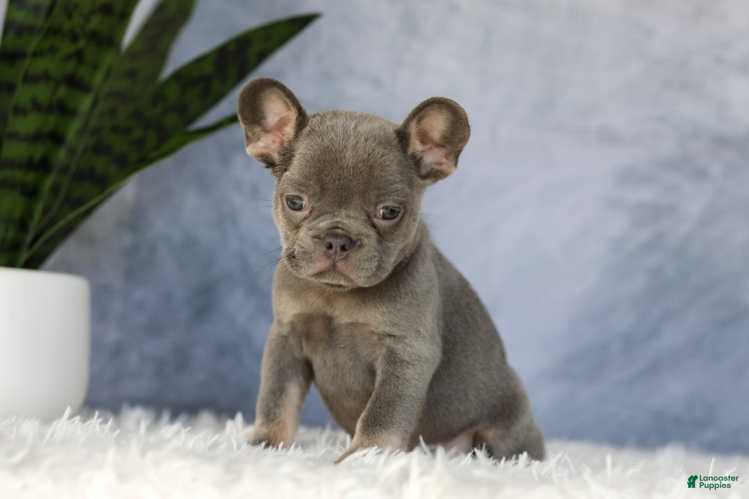 French Bulldog dogs for sale: Ember - Image 1