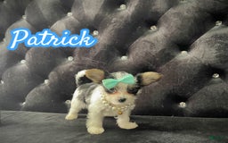 Yorkshire Terrier dogs for sale: Patrick Starr - Image 19