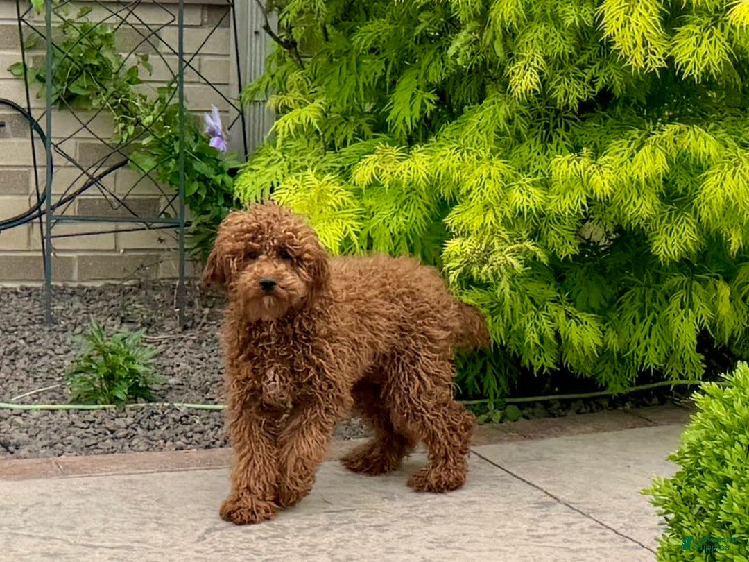Cavapoo dogs for sale: Justin - Image 8