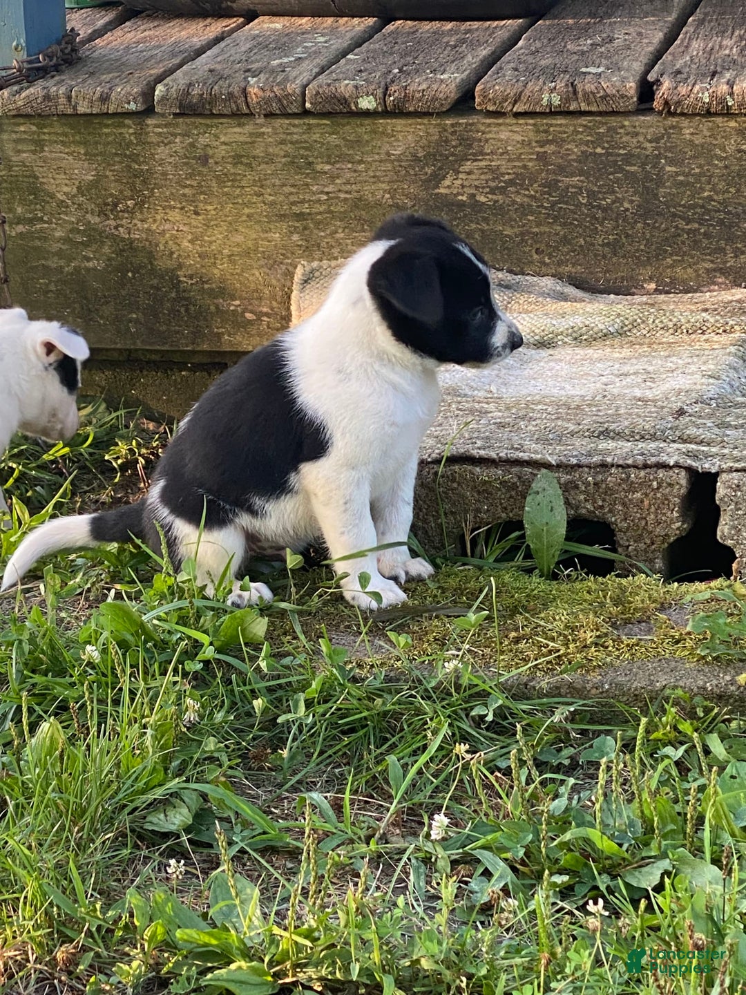 Border Collie dogs for sale: Woof Woof - Image 4