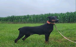 Doberman Pinscher dogs for sale: Melody - Image 9